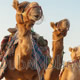 camel