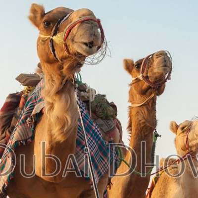 desert safari dubai